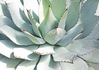 agave