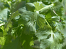 coriander leaf