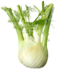 fennel