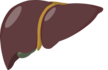 liver