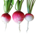 radishes