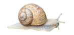 snail